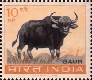 भारतीय बाइसन (गौर)
