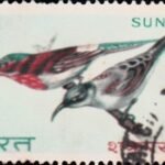 Indian Birds 1968 शकरखोरा