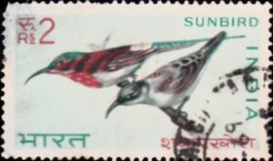 शकरखोरा