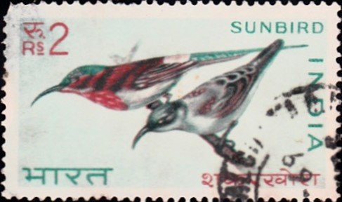शकरखोरा