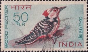 कठफोड़वा