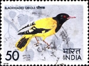 Black-hooded oriole : Oriolus xanthornus