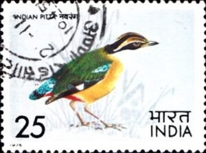 Navrang bird : Pitta brachyura