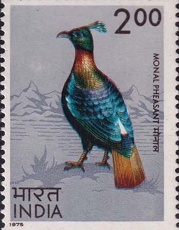 Impeyan monal
