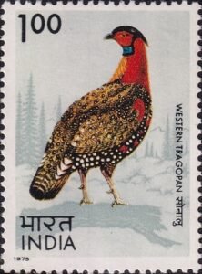 Western horned tragopan : Tragopan melanocephalus