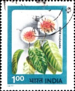 कदम्ब