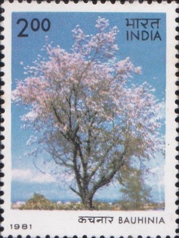 कचनार