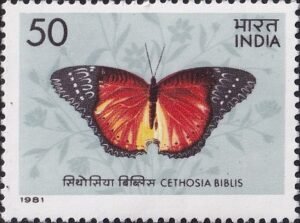 Red Lacewing butterfly