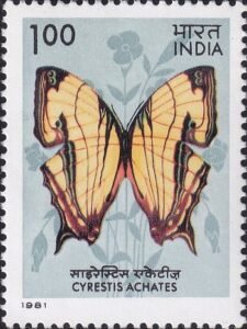 Map Butterfly
