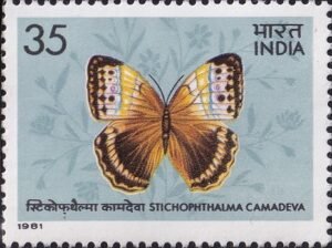 Northern Jungle Queen butterfly