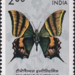 Kaiser-i-Hind butterfly