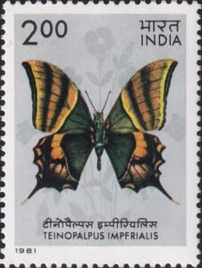 Kaiser-i-Hind butterfly