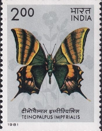 Kaiser-i-Hind butterfly