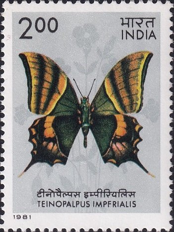 Kaiser-i-Hind butterfly