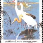 International Crane Foundation