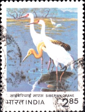 India on Siberian Crane