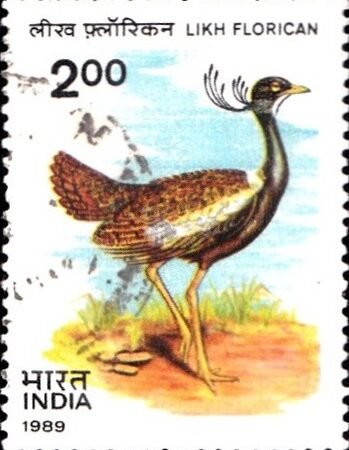 खरमोर पक्षी