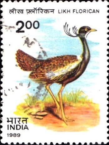 खरमोर पक्षी