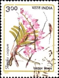 Aerides crispa