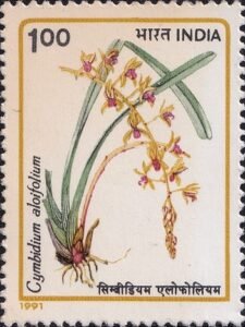 Aloe-leafed Cymbidium