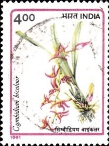 Two-colored Cymbidium