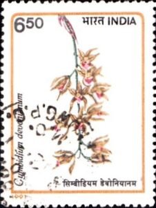 Sikkim Cymbidium