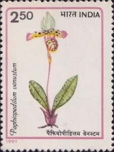 Venus Slipper Orchid