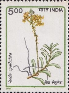 Golden Vanda