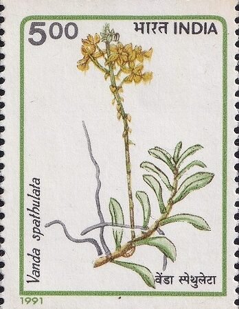 Golden Vanda