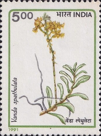 Golden Vanda