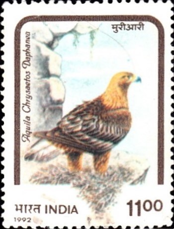 Aquila Chrysaetos Daphanea
