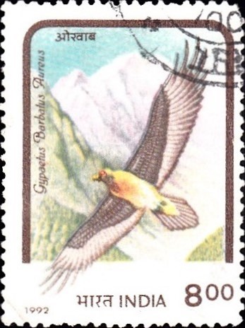 Gypaetus Barbatus Aureus