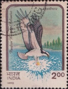 Pandion Haliaetus Haliaetus