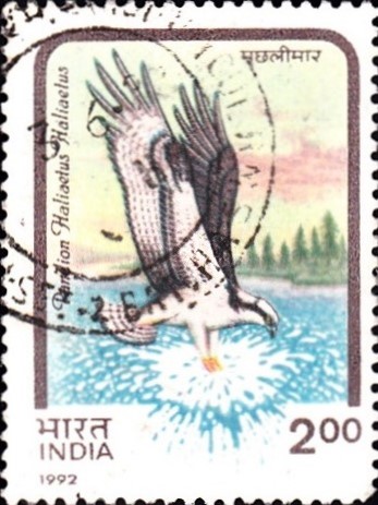 Pandion Haliaetus Haliaetus