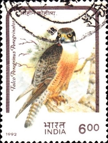 Falco Peregrinus Peregrinator