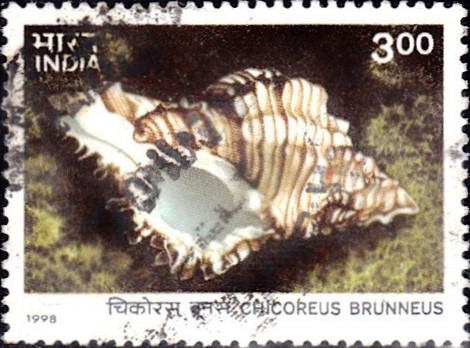 Chicoreus Brunneus