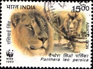 Indian Lion