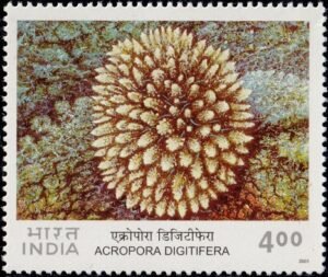 Acropora Digitifera