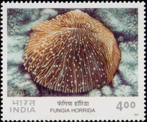 Fungia Horrida