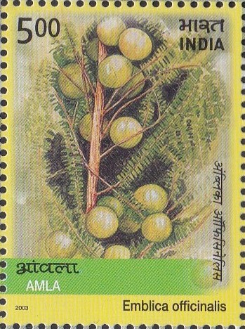 Emblica Officinalis : Indian gooseberry