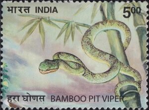 Indian Green Pit Viper : Trimeresurus gramineus