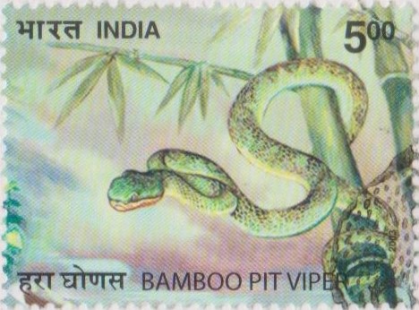 Indian Green Pit Viper (Trimeresurus gramineus)