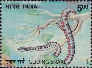Flying tree snake : Chrysopelea ornata