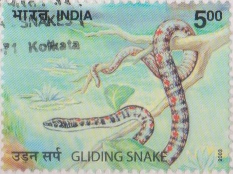 Flying tree snake (Chrysopelea ornata)