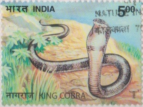 Hamadryad (Ophiophagus hannah)