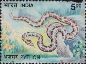 Indian Rock Python : Python molurus