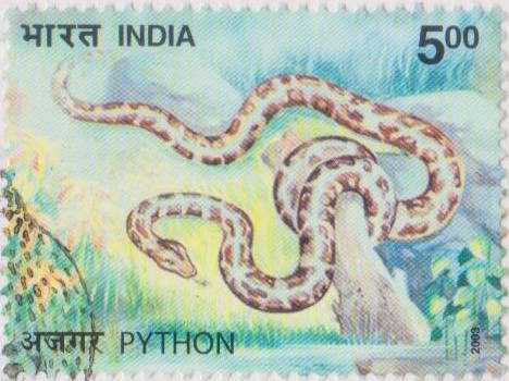Indian Rock Python (Python molurus)