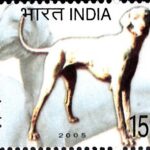 Indian Dogs