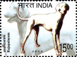 Indian Dogs