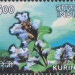 Pannalal Barupal